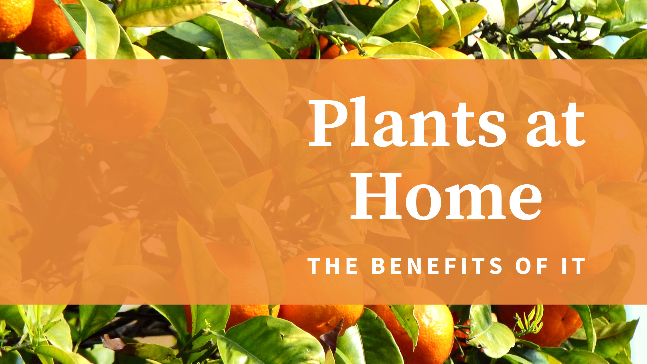 The Benefits of Having Plants at Home